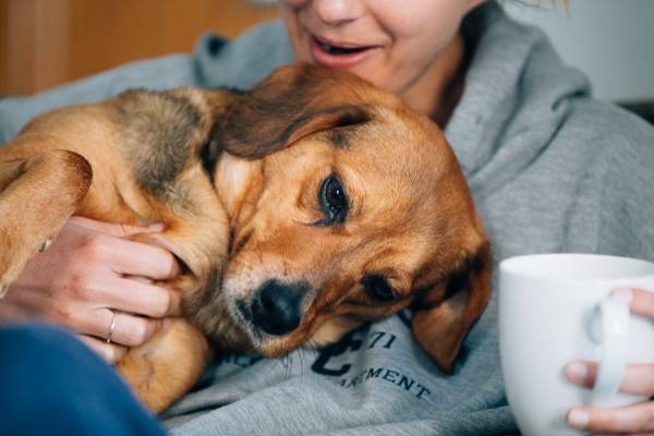 Dog laying on a woman.