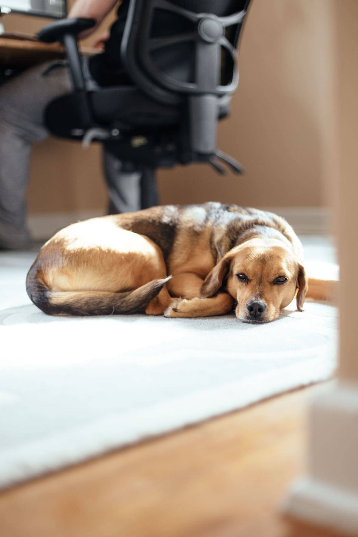 Dog laying on a carpet.