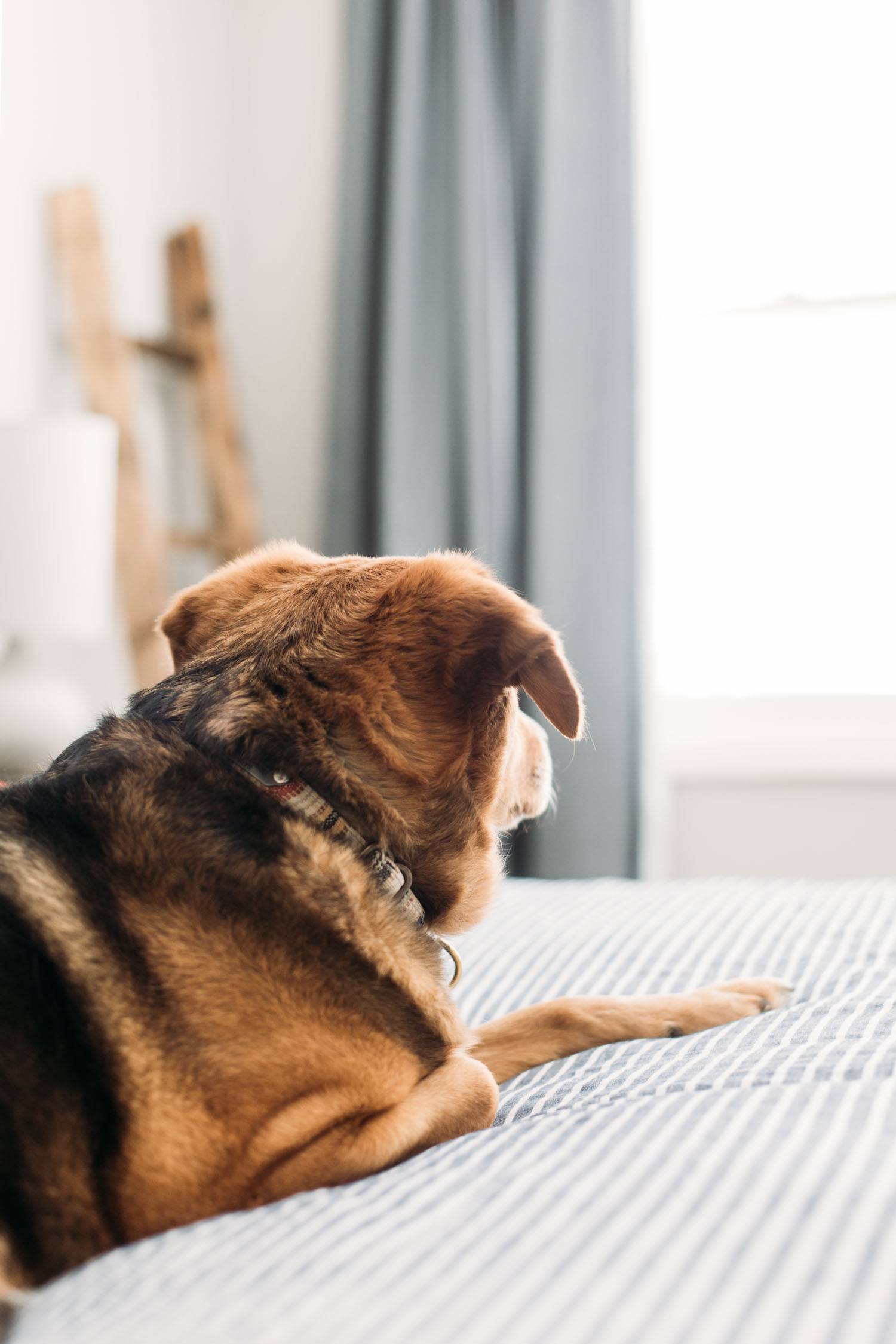 Dog laying on bed