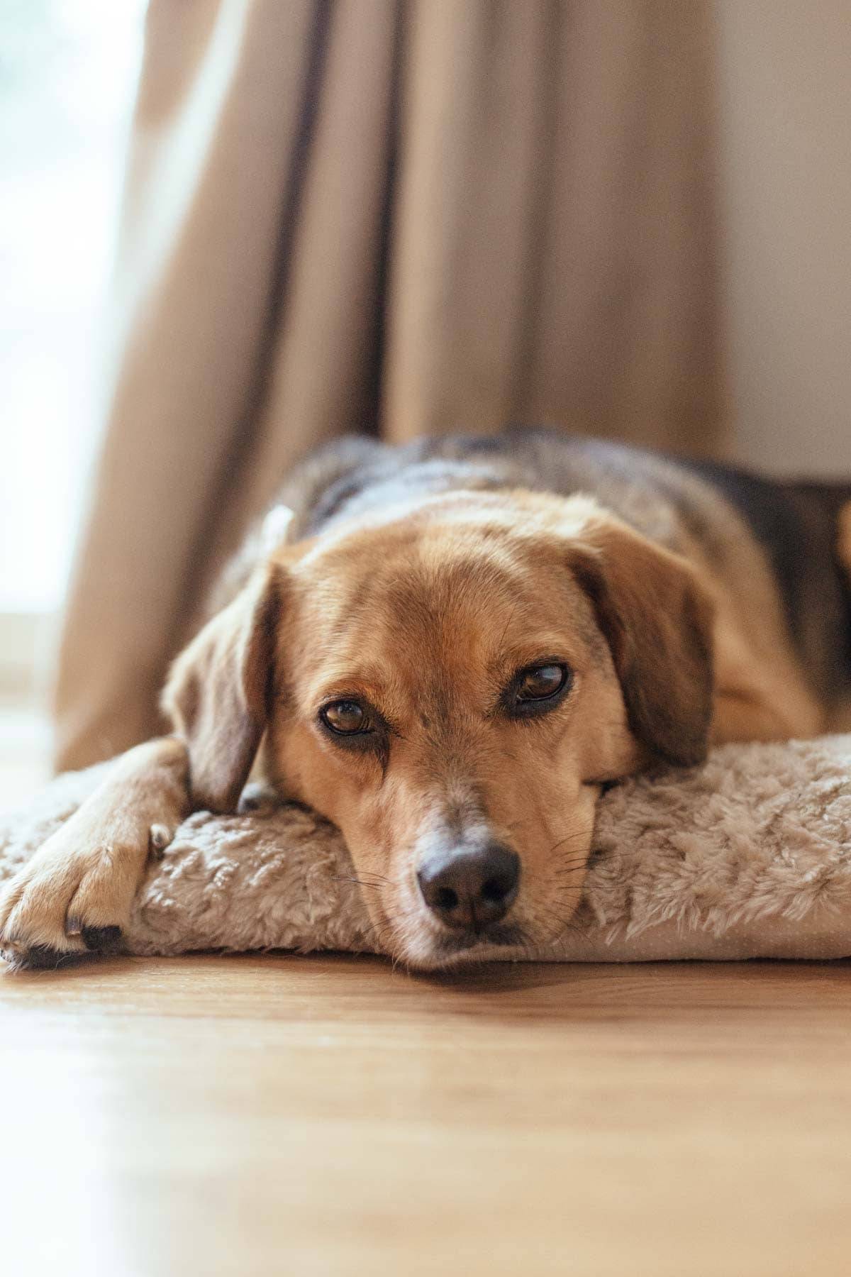 Dog laying on a bed.