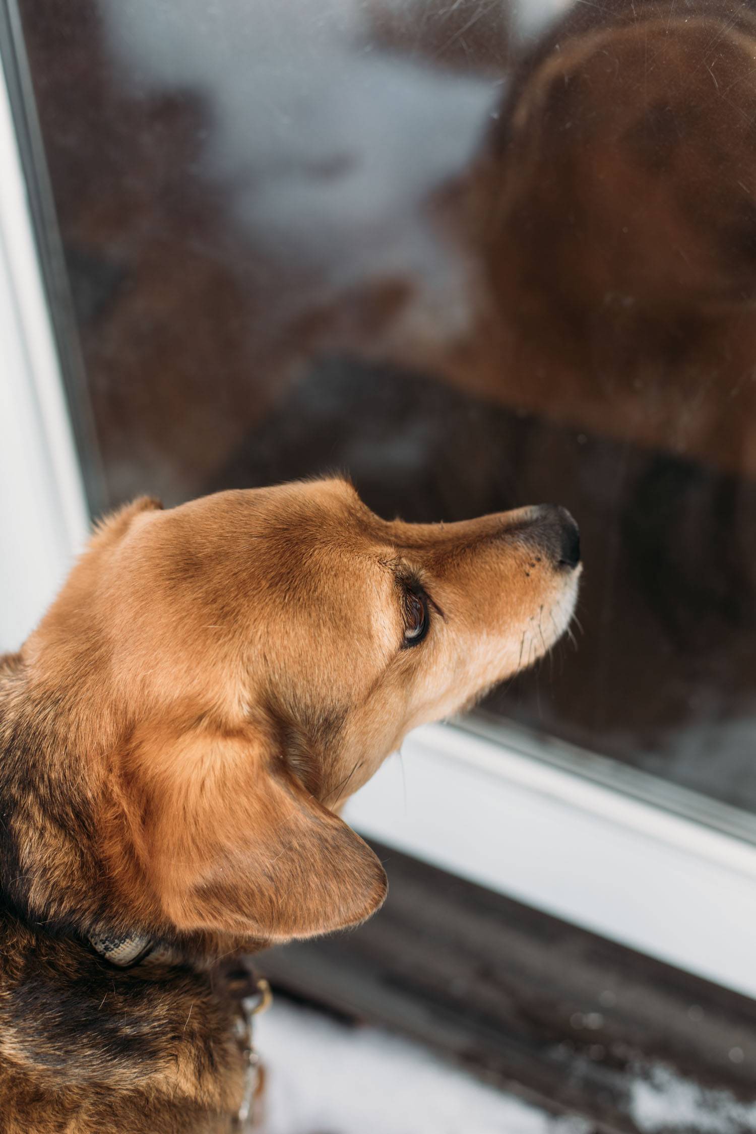 Dog looking through window