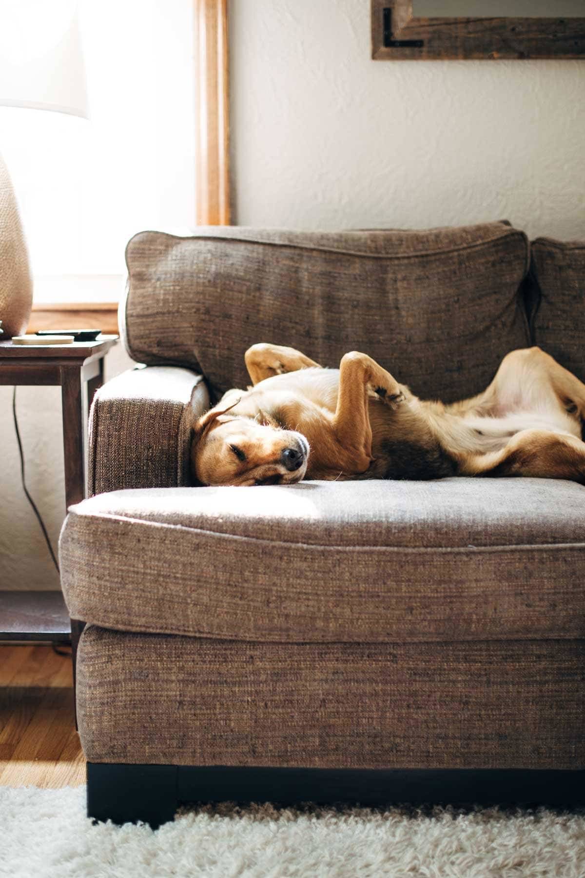 Dog laying on a couch.