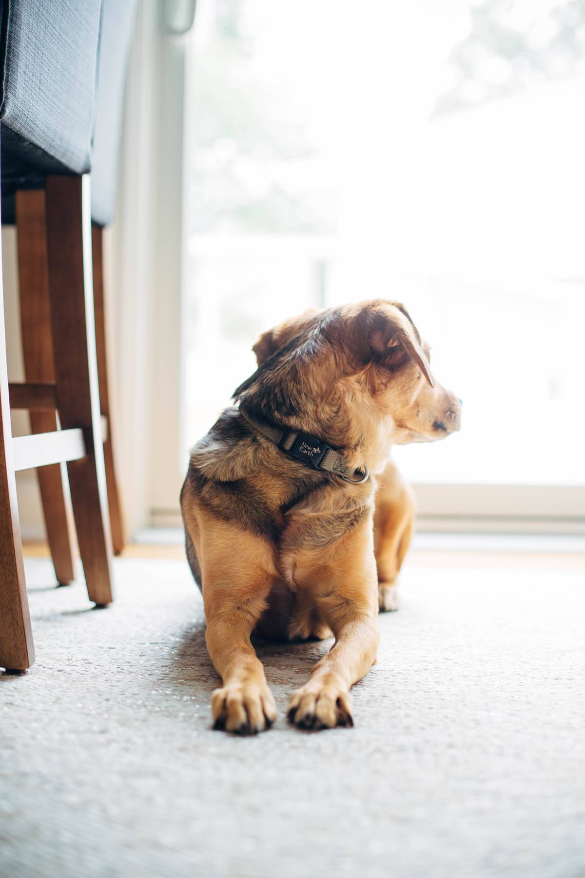 Dog laying on the floor looking out the window.