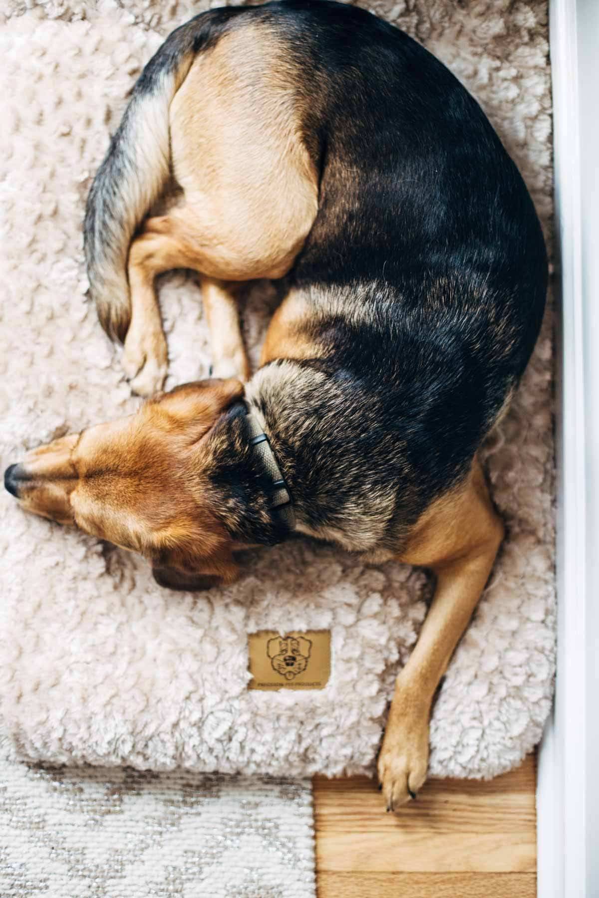 Dog laying in a bed.