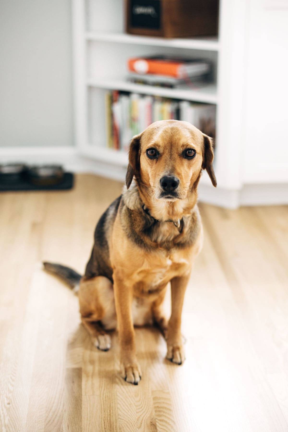 Dog sitting on hardwood floor.