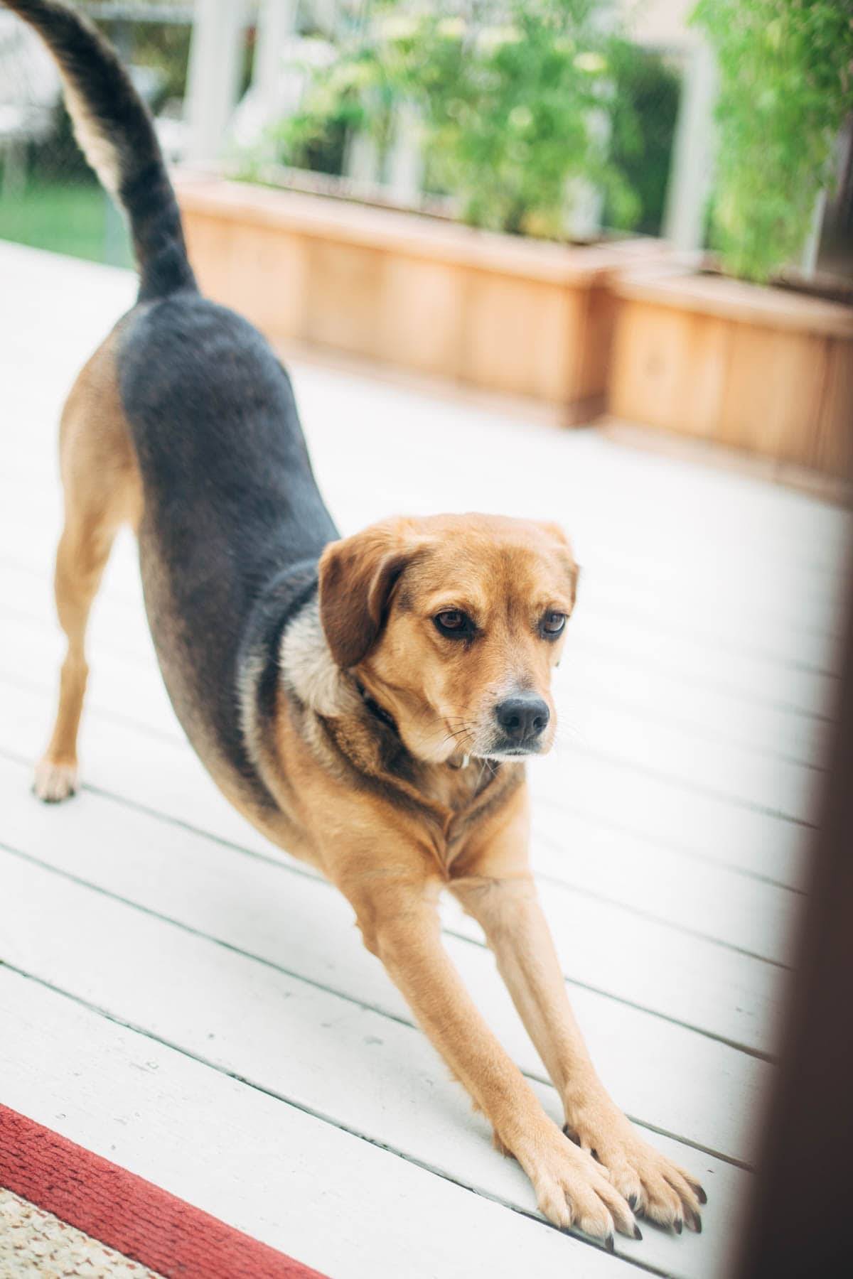 Dog stretching.