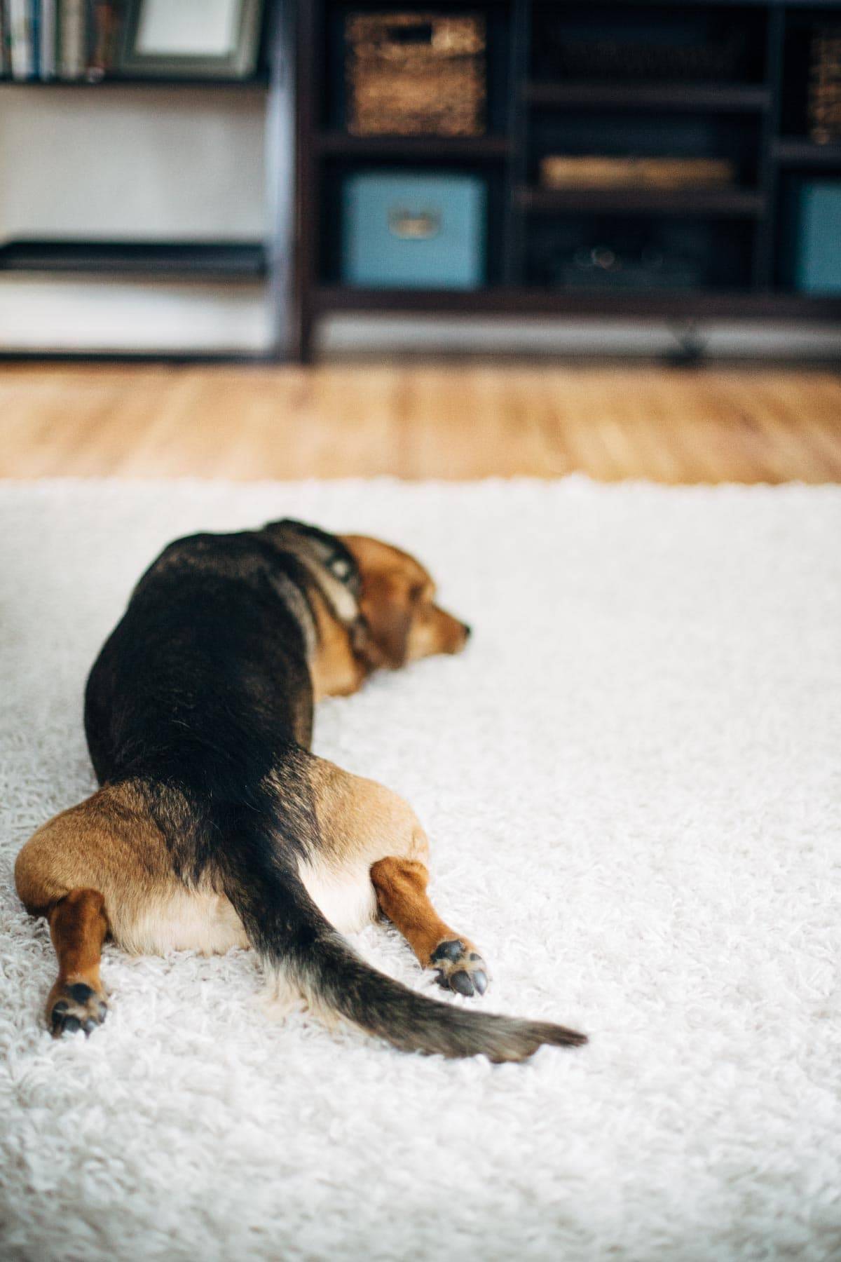 Dog laying with her paws out behind her.