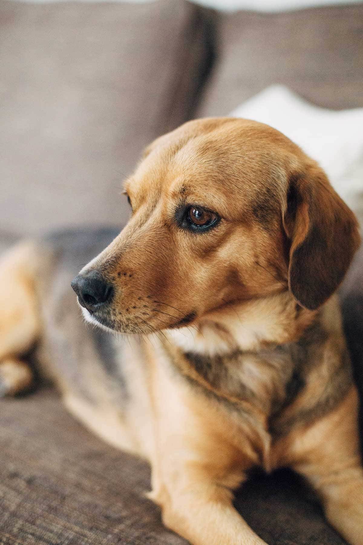 Brown dog close up.