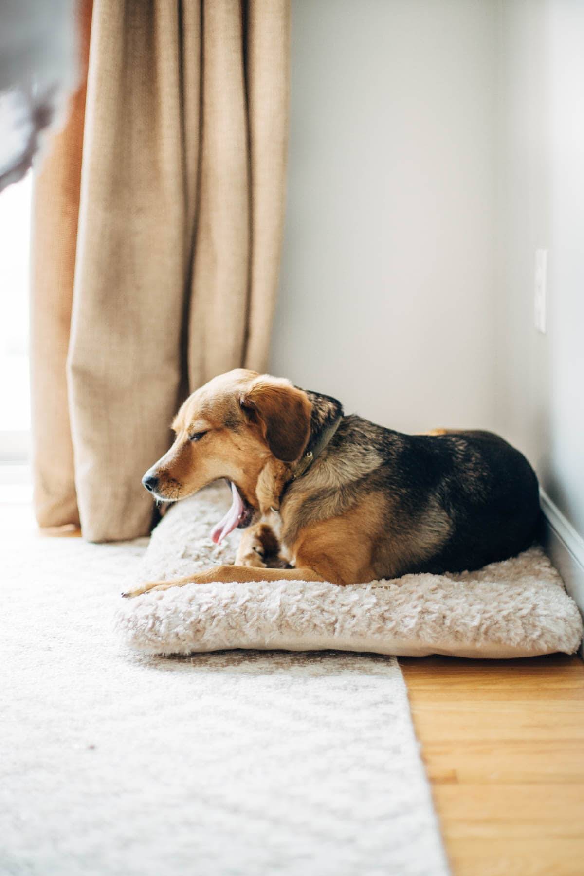 Dog yawning on a bed.