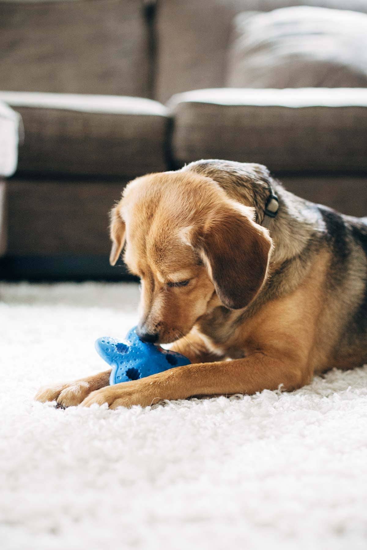 Dog playing with a toy.