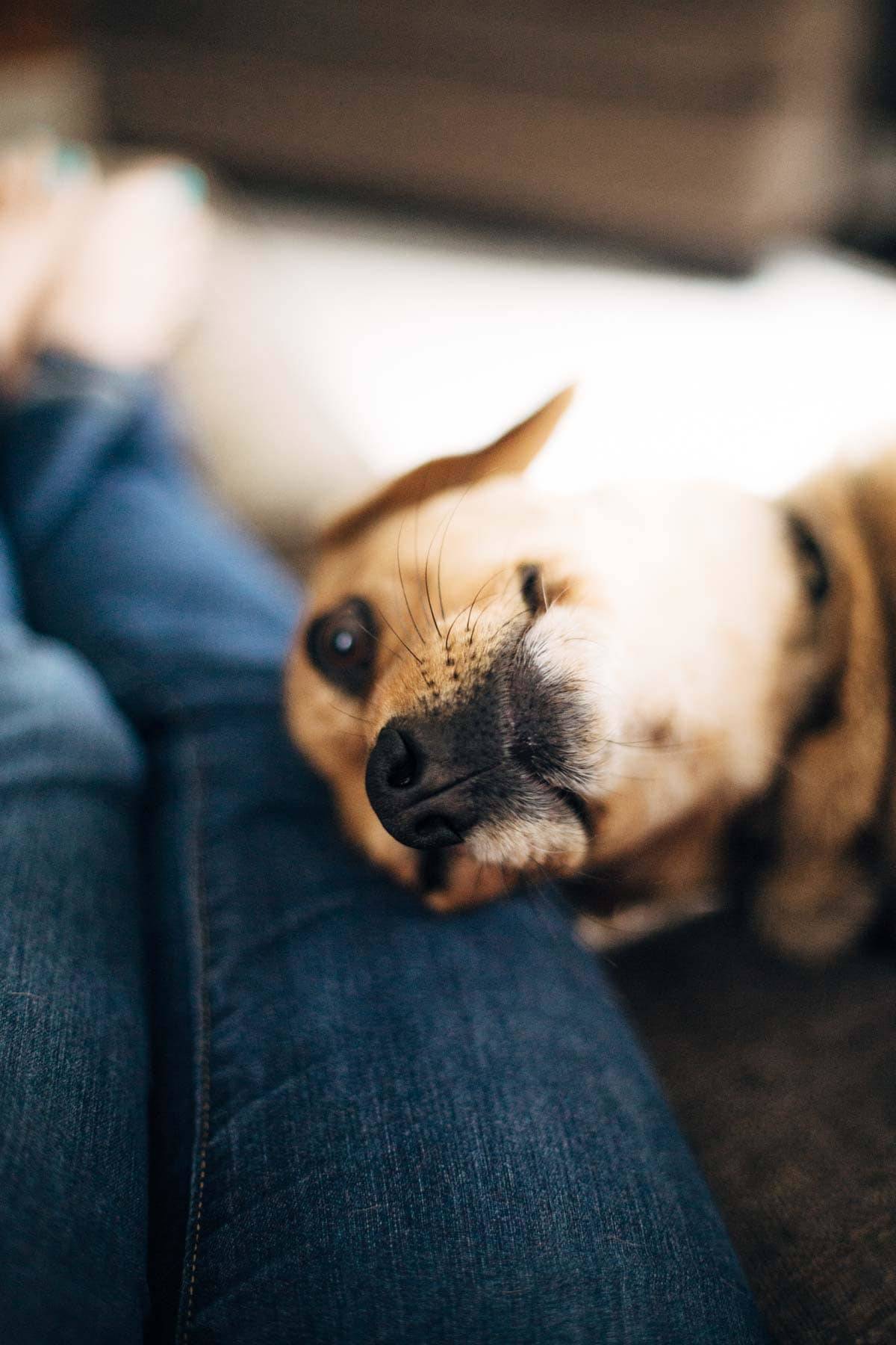 Dog laying on someone's legs.