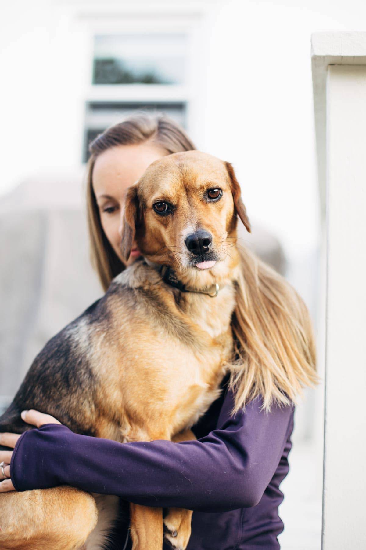 Dog with tongue out on a woman's lap.