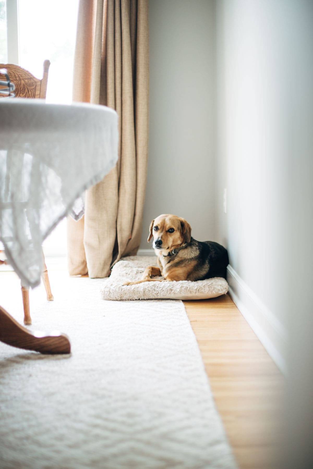 Dog laying on a bed in a kitchen.