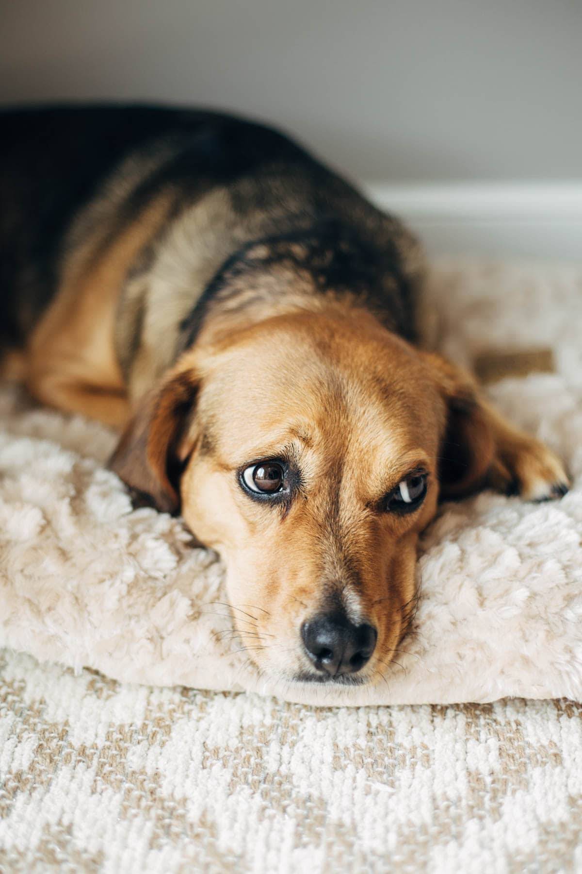 Dog looking up.