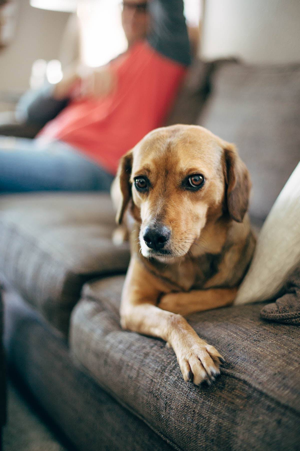 Dog laying on a couch.