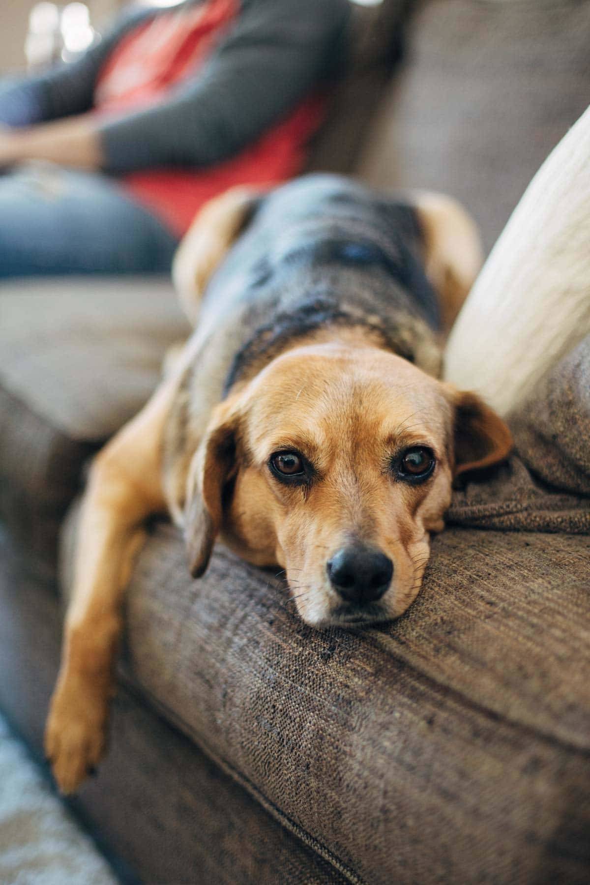 Dog laying on a couch.