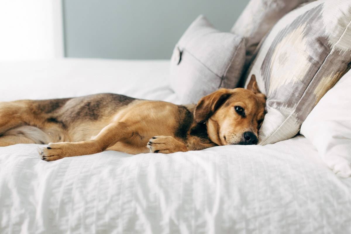 Dog laying on a bed.