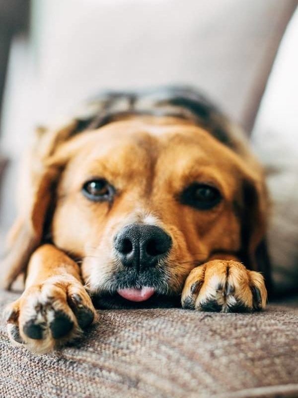 Sage laying on the couch.