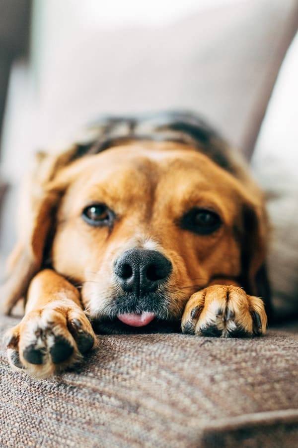 Dog on a couch.