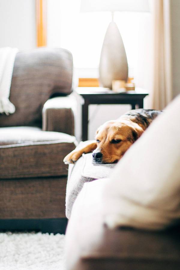 Dog laying on a couch.