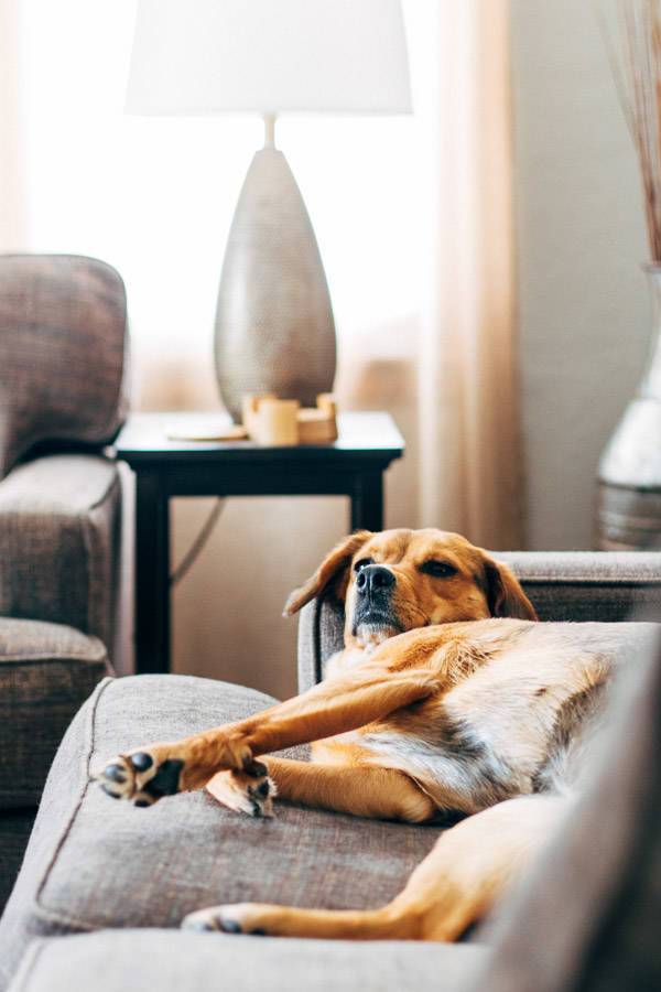 Dog laying on a couch.