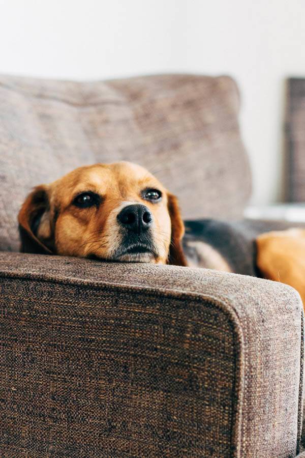 Dog laying on a couch.