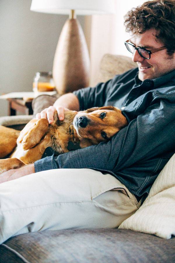 Dog laying on a man's lap.