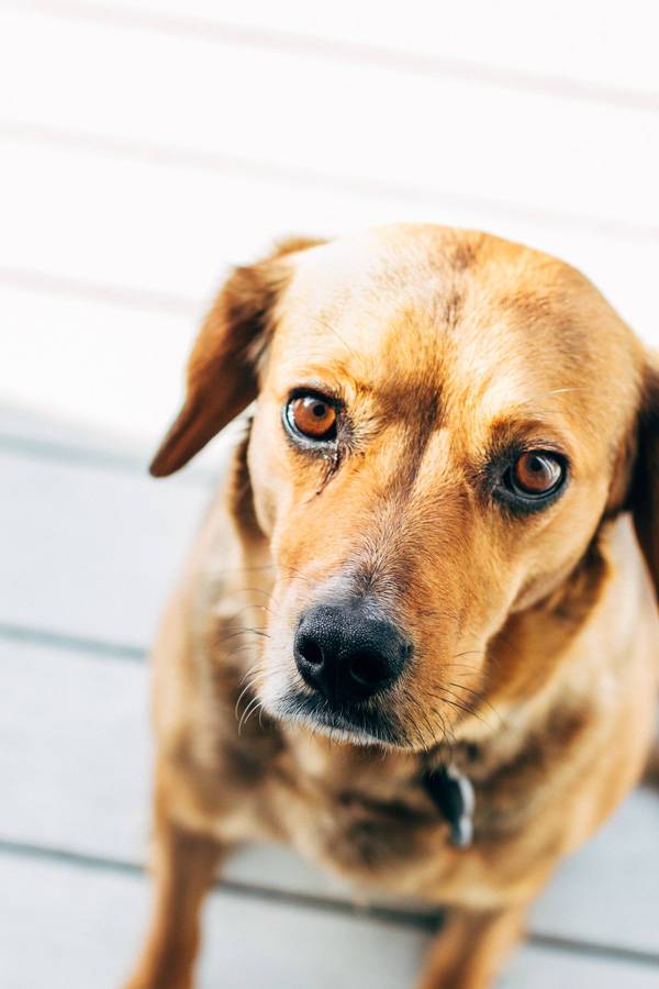 Dog looking at the camera.