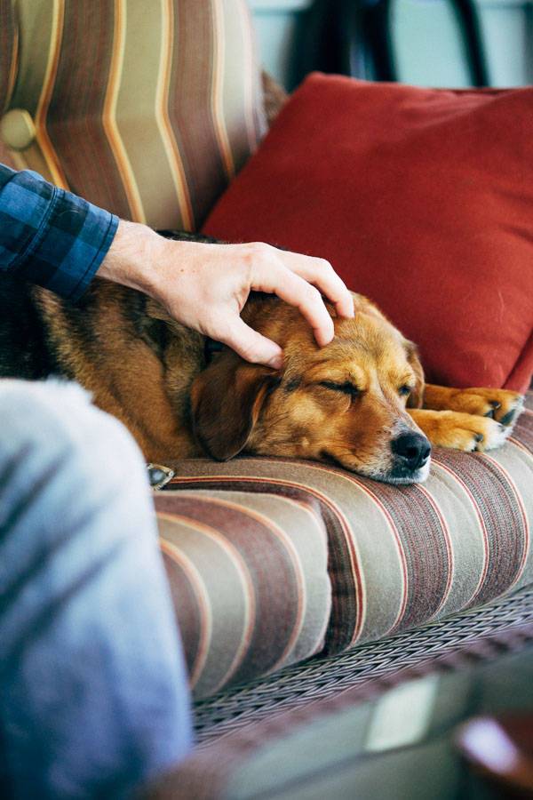 Dog sleeping.