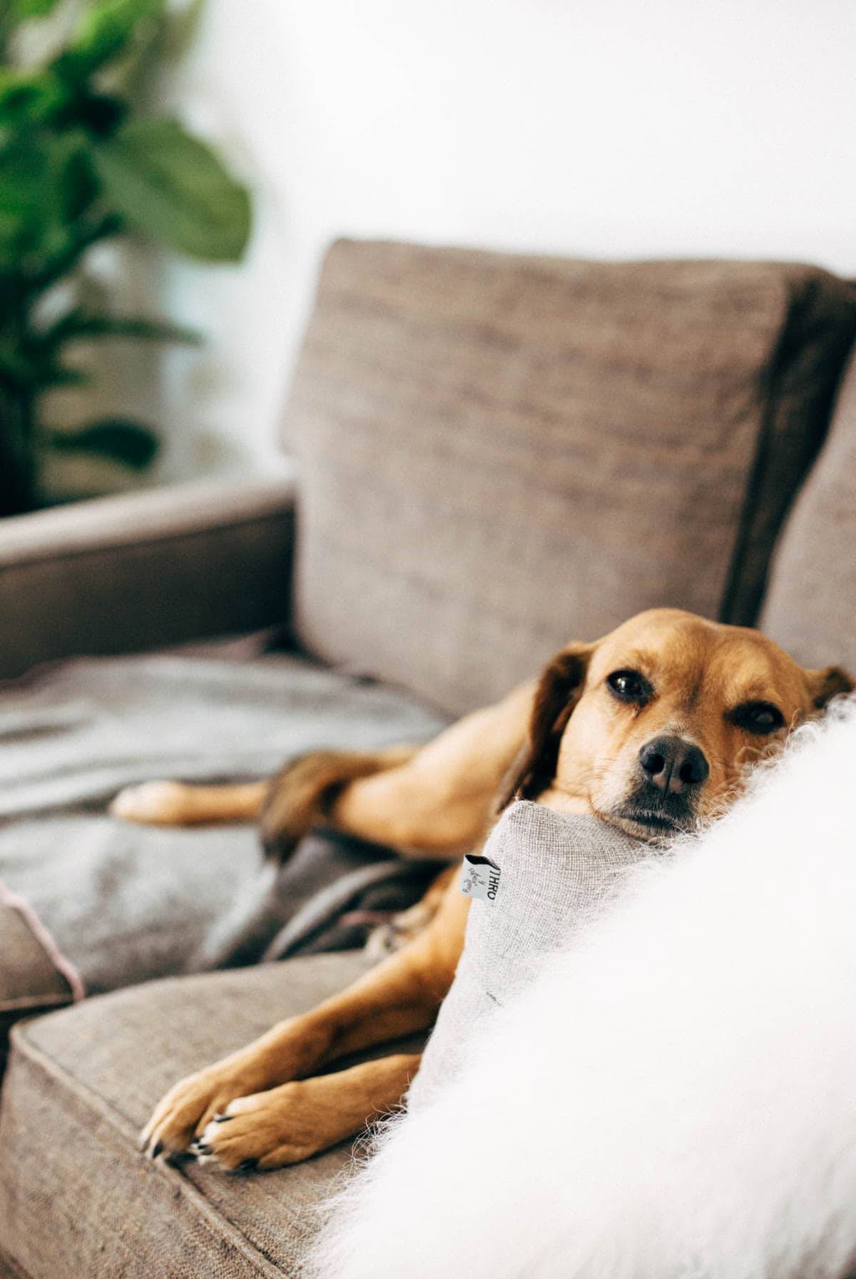 A brown dog relaxes on a couch.