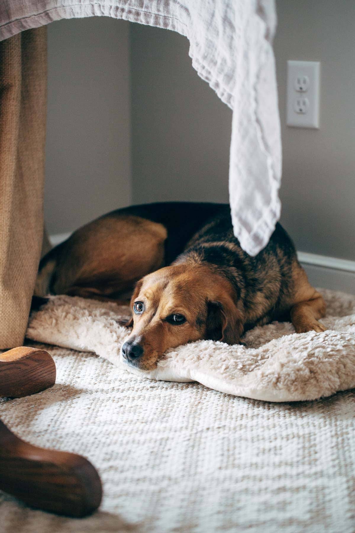 Dog under the table on a bed.