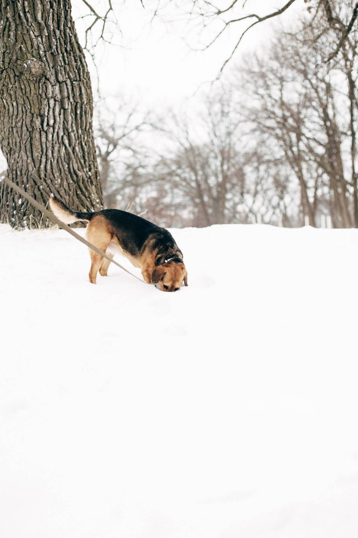 A dog on a walk in the snow with his owner.