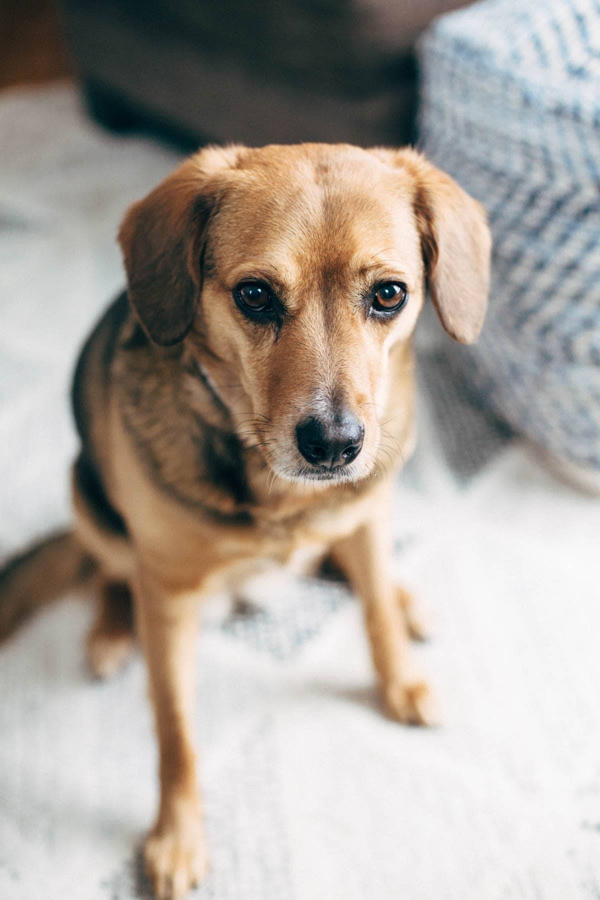 A dog sitting.