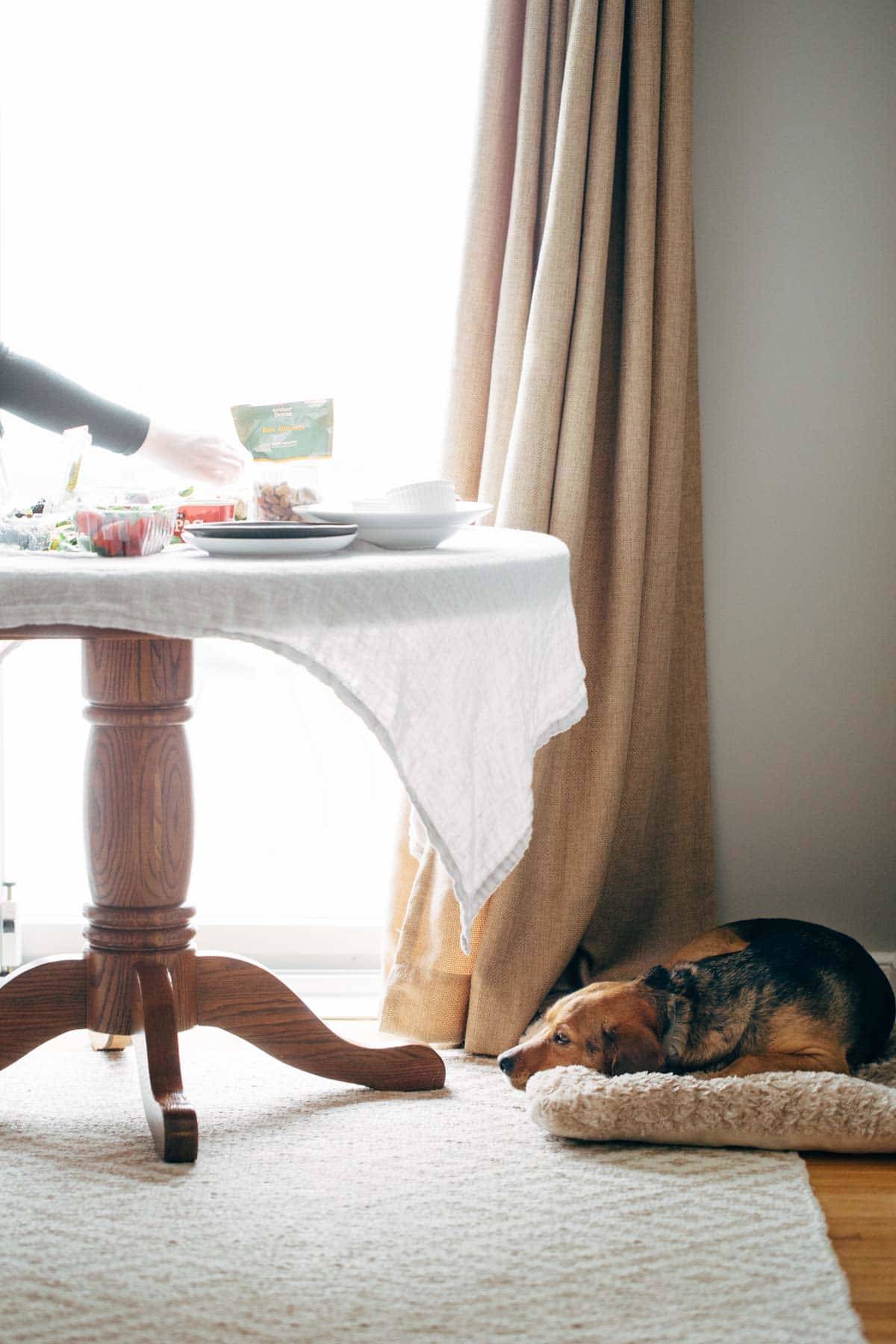 Dog under the table resting.