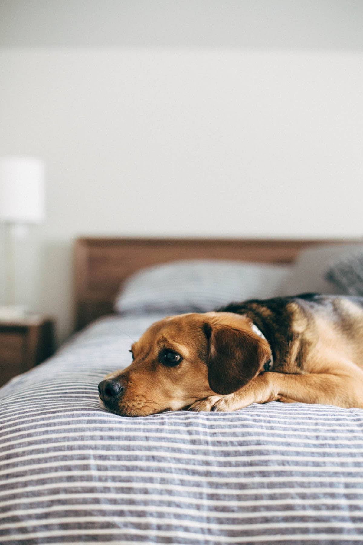 A dog sleeping on the bed.