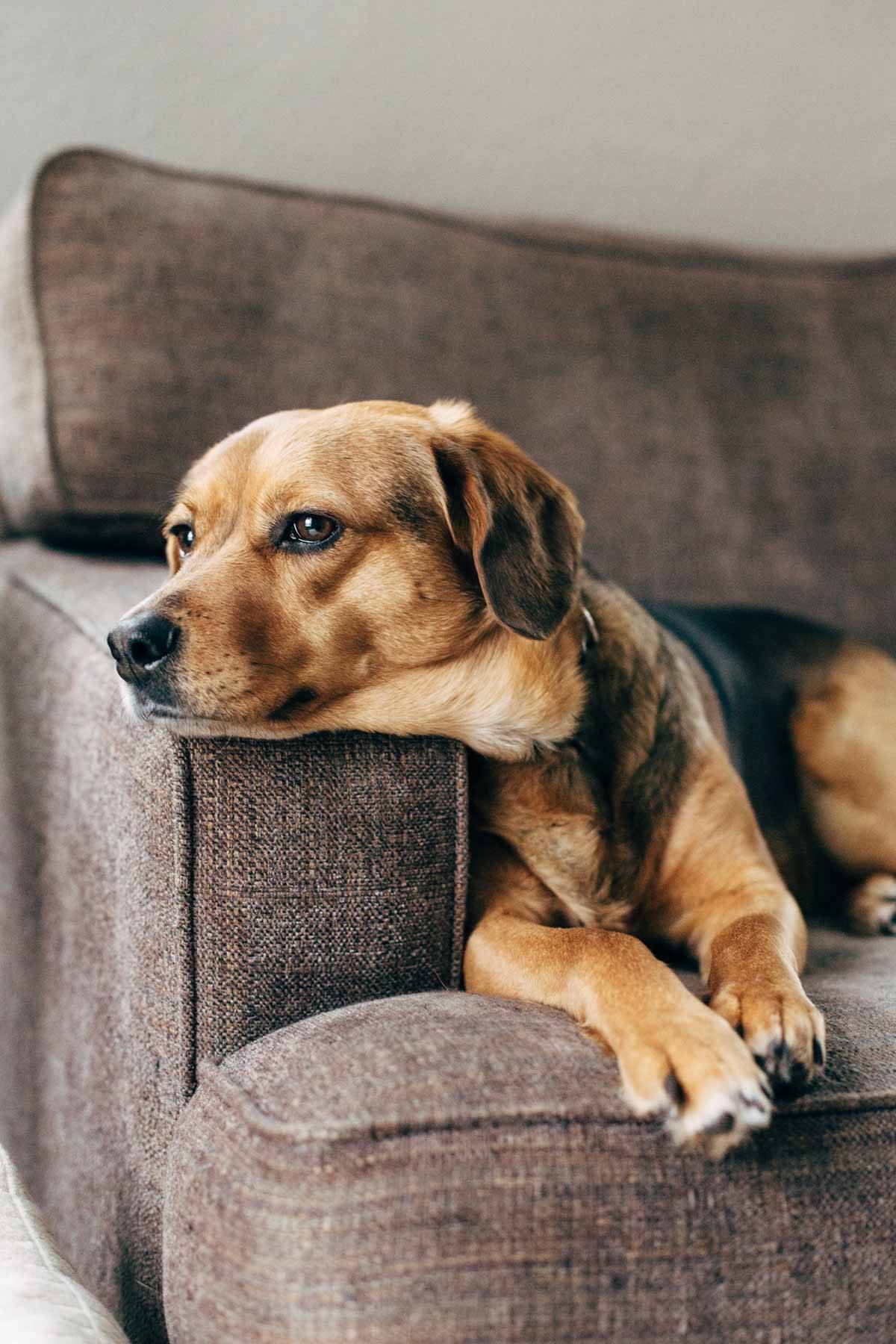 Dog on a couch.