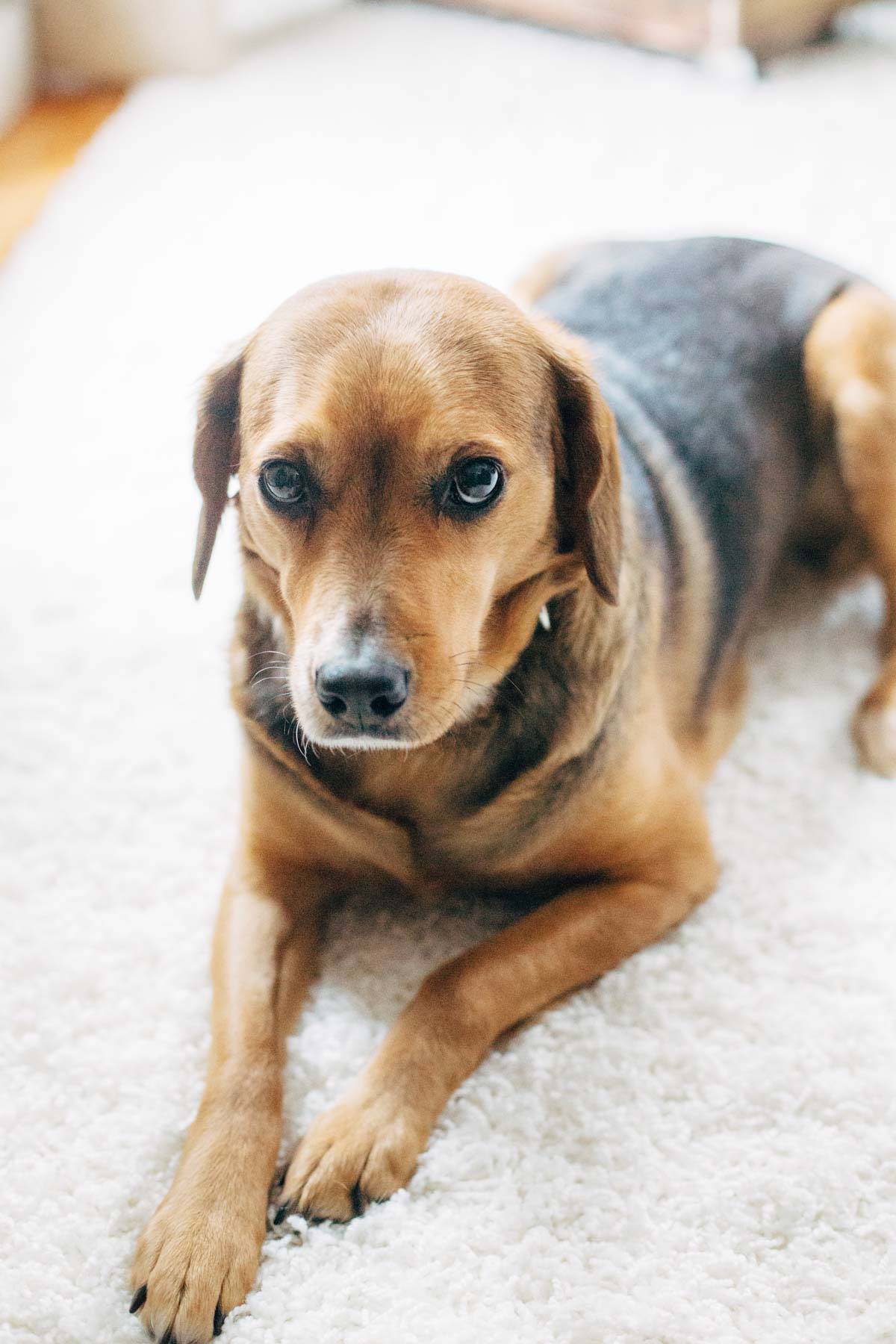 Dog on a carpet looking at camera.