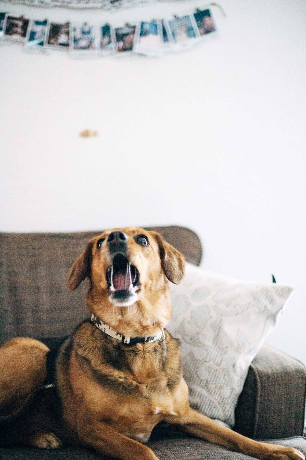 A dog sitting on a couch and barking.