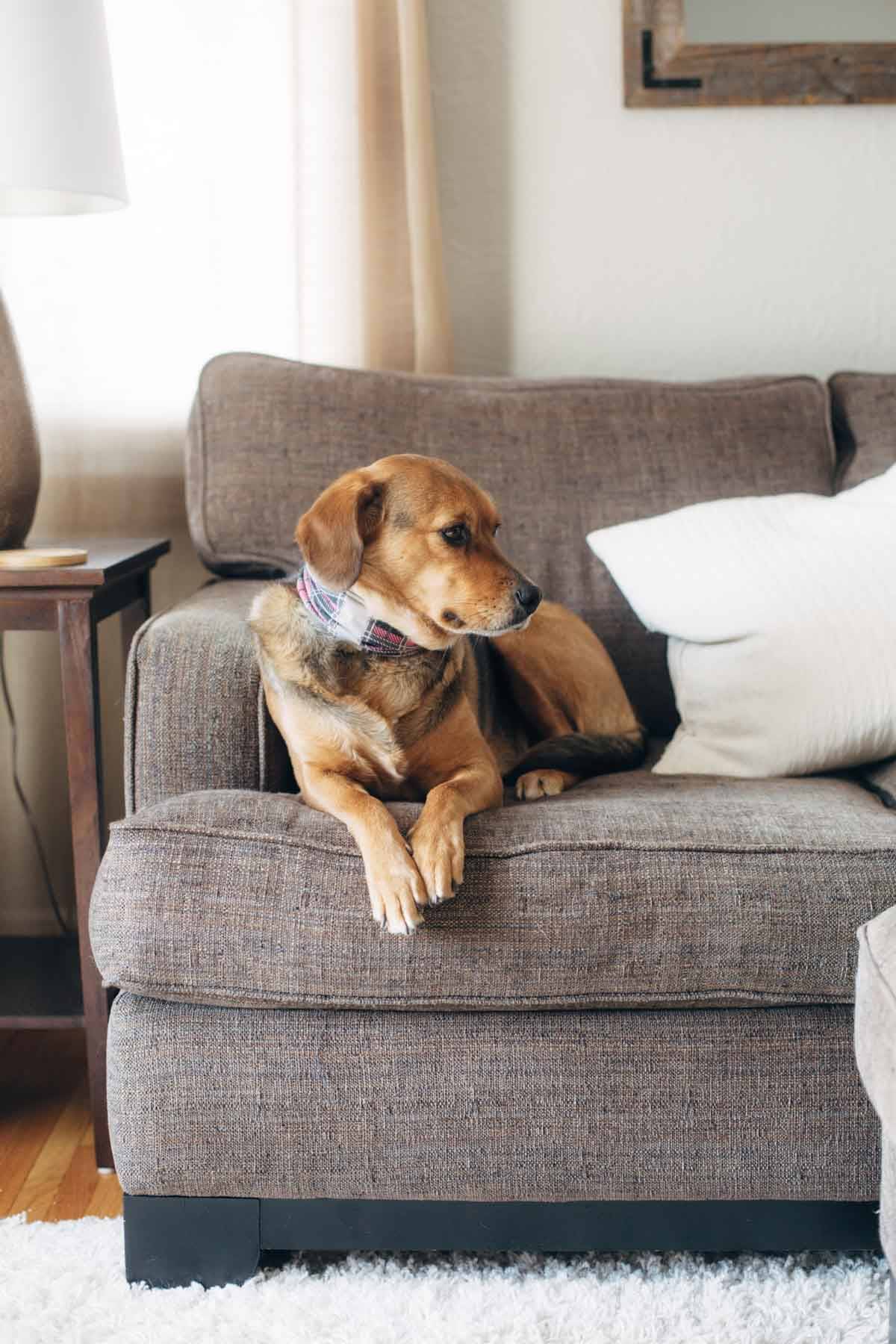 Dog with a bandana on a couch.