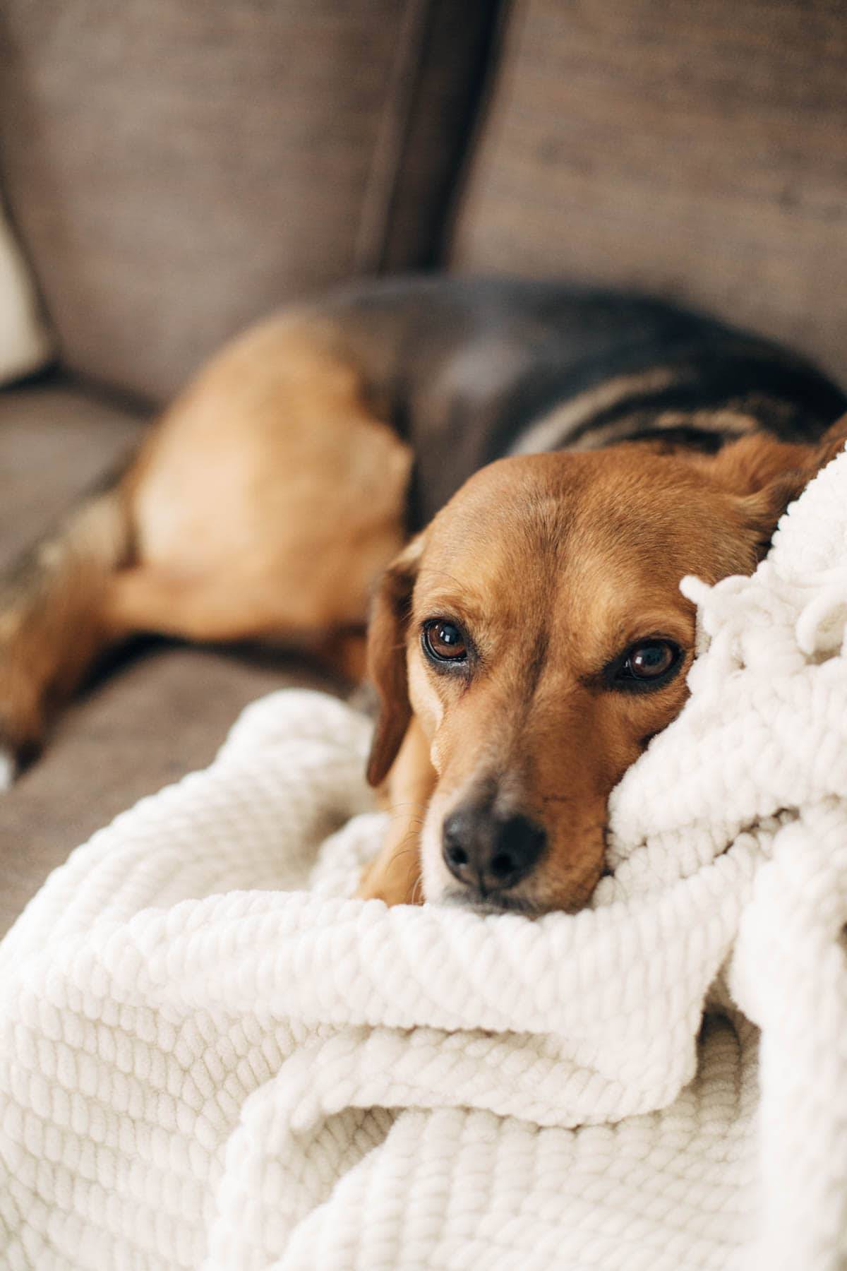 Dog on a couch with a blanket.