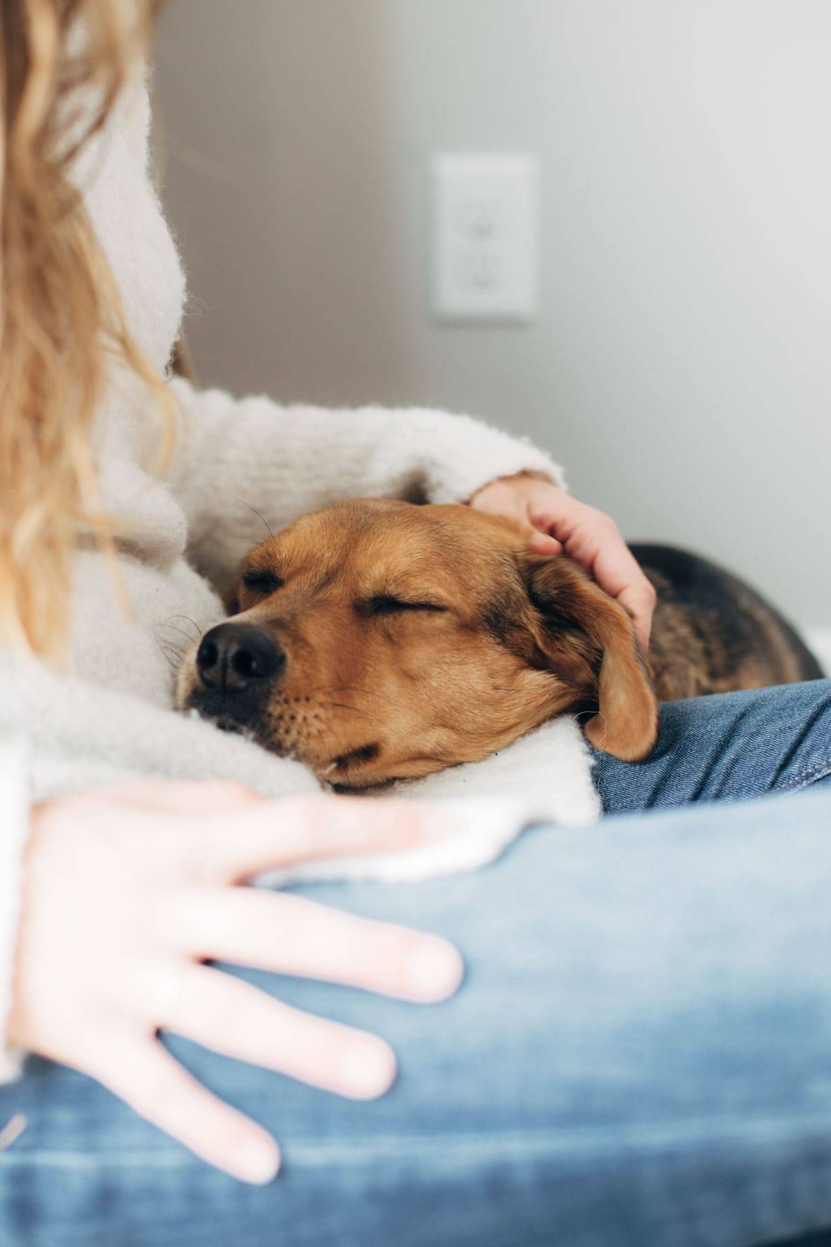 Dog laying his head on a person's lap.