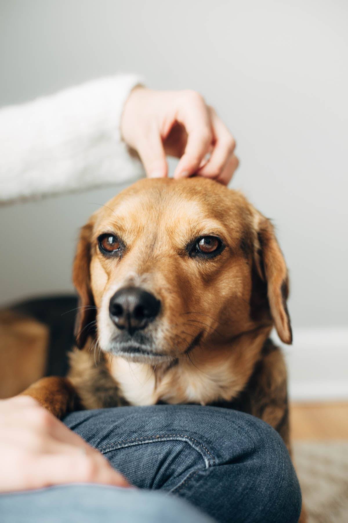 Dog content while being pet.