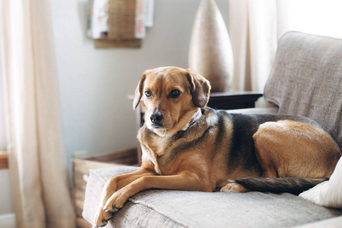 Dog on a couch.