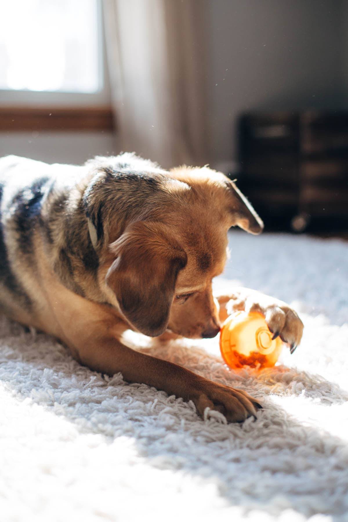 Dog playing with a toy on a carpet.