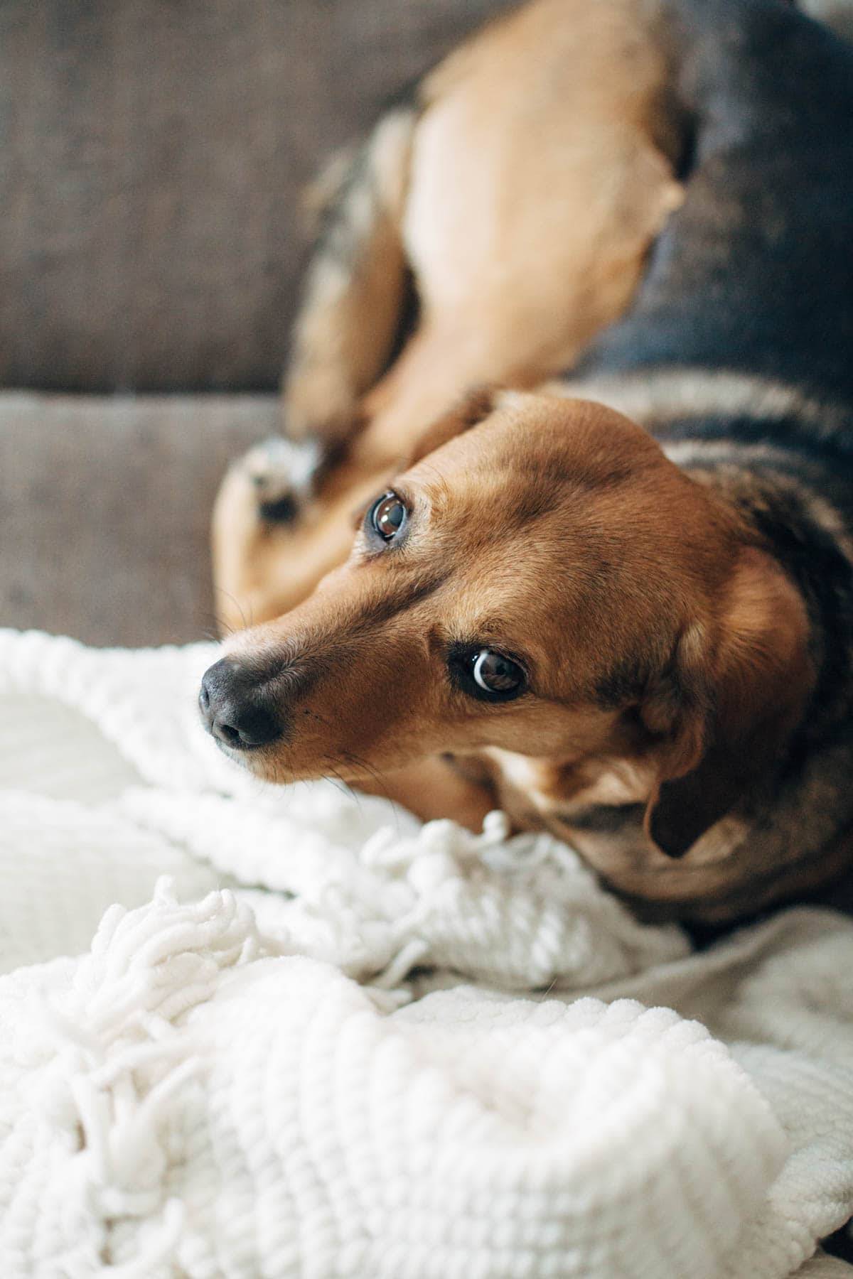 Dog looking at camera.