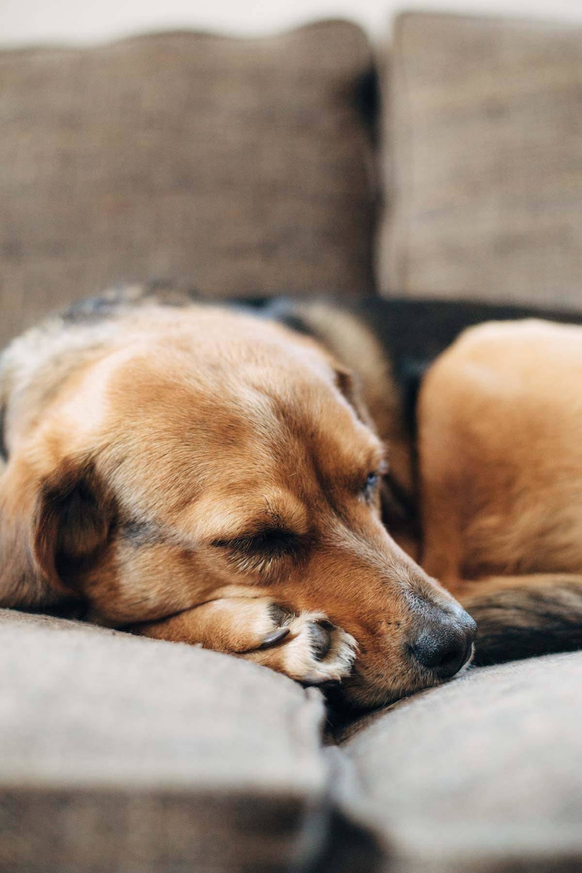 Dog sleeping on a couch.