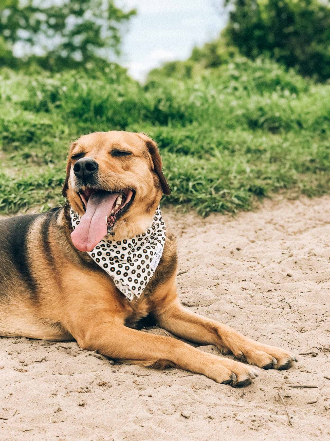 A dog lying on sand with eyes closed and tongue out of mouth wide open.