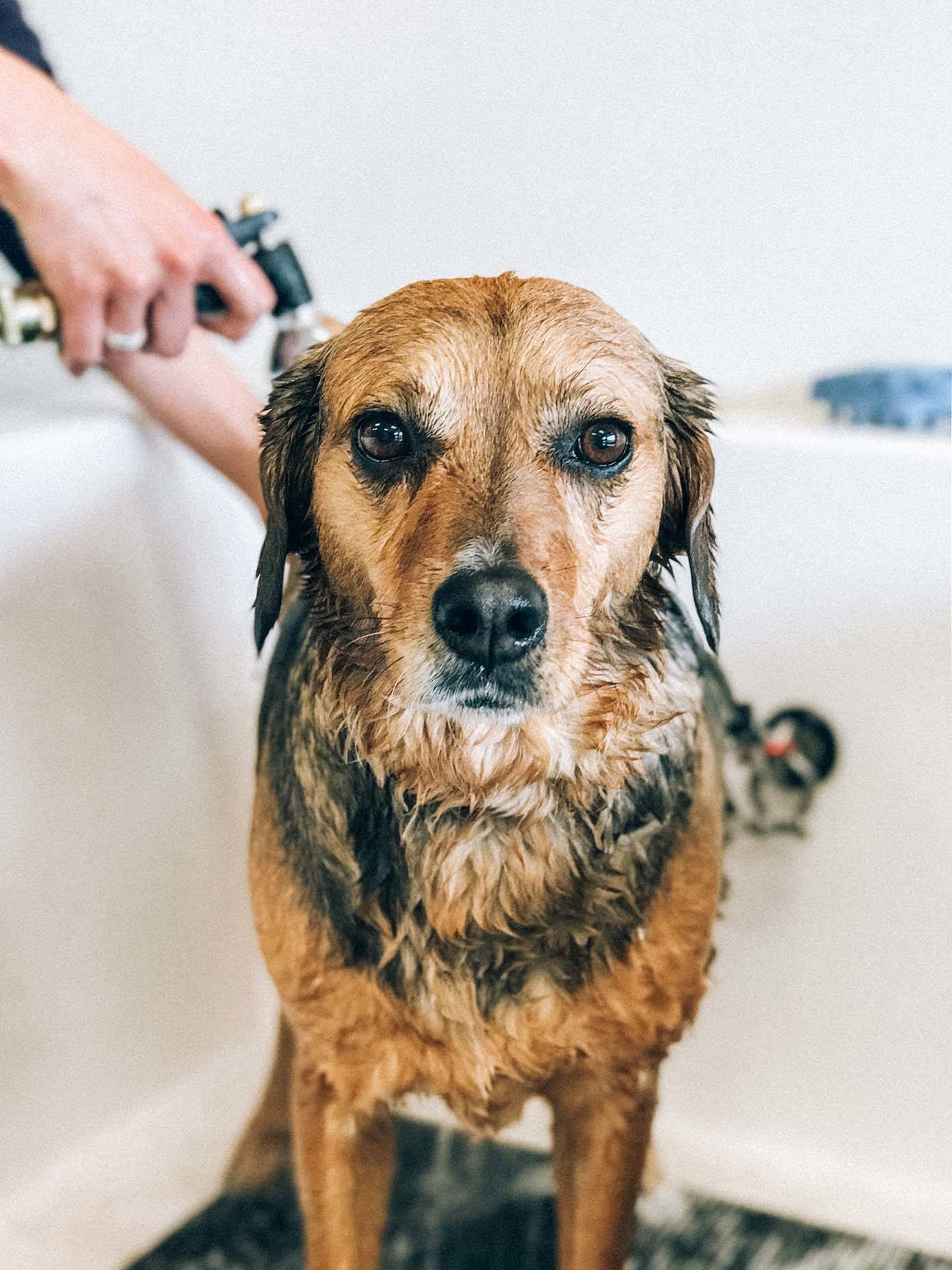 A brown and black dog is being shampooed in the tub.