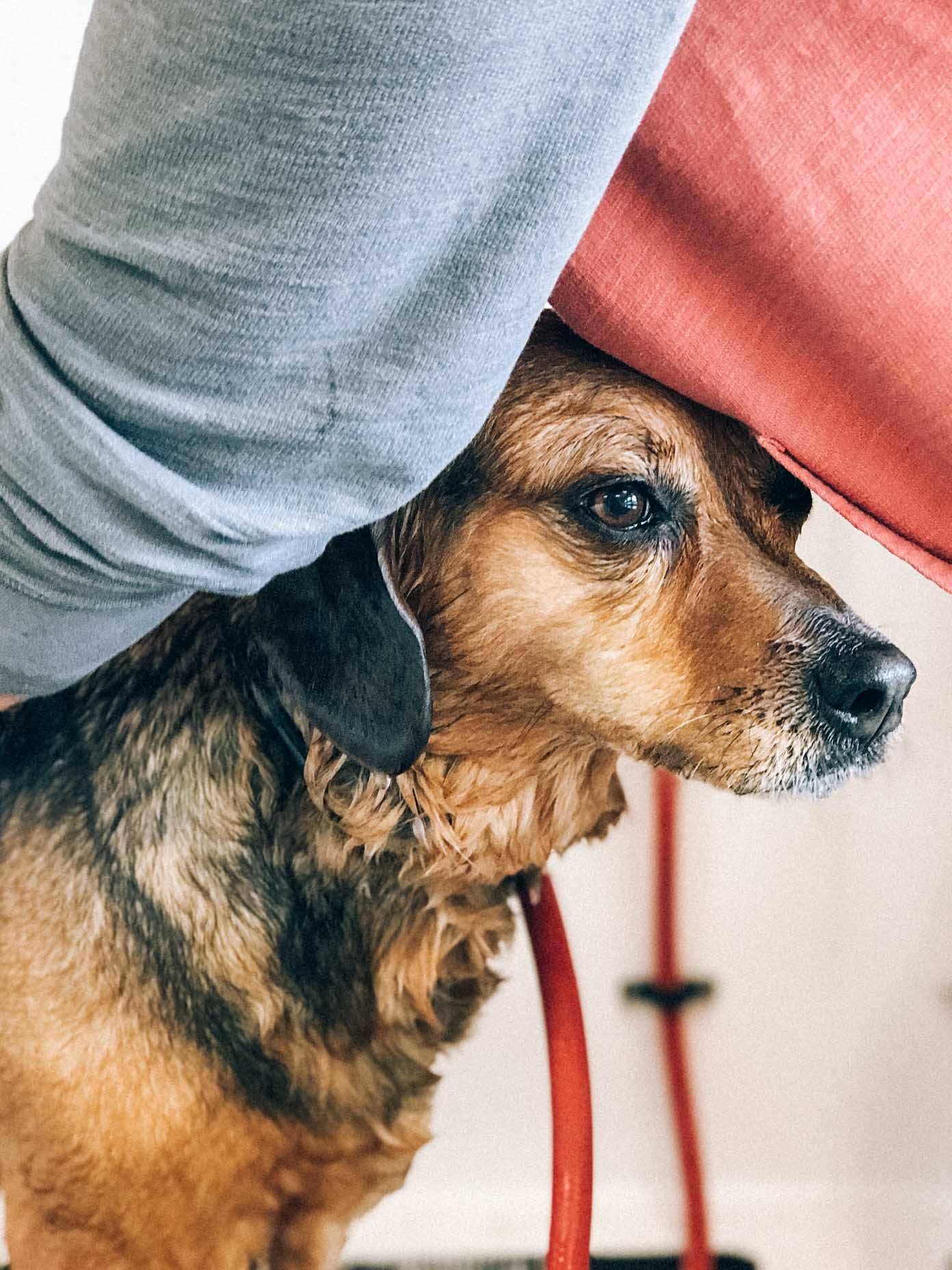 A person leaning over a brown and black dog.