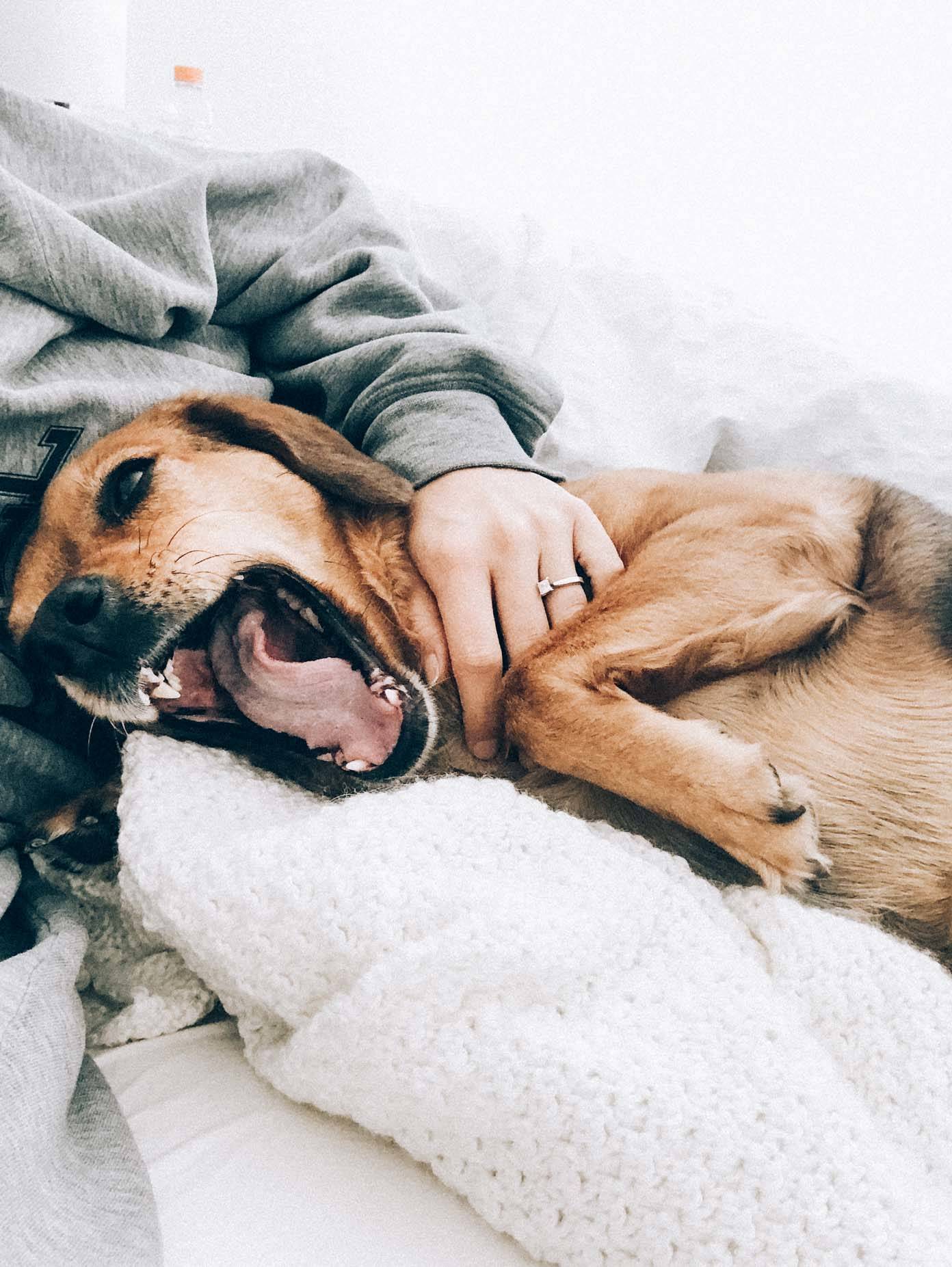 A yawning dog lying down and being petted.